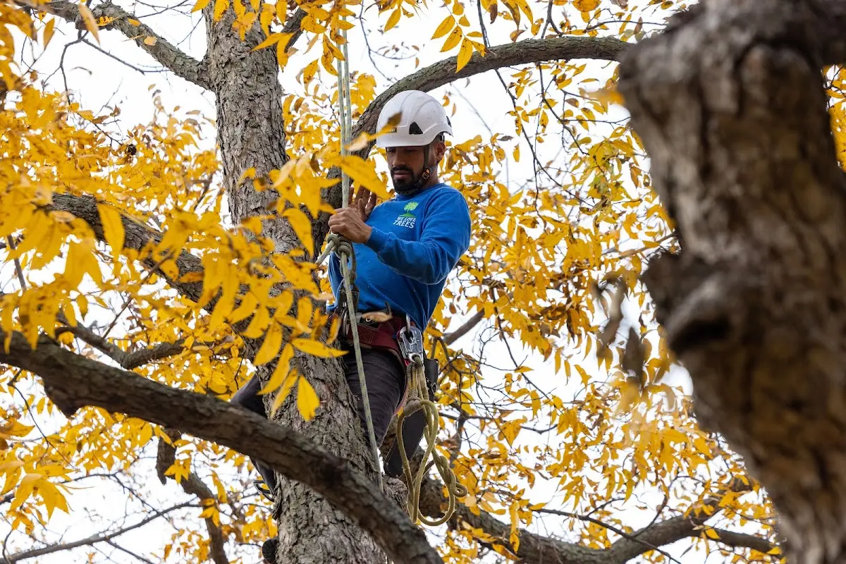 Skilled Tree Trimming crew working in Junction City